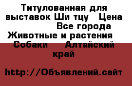 Титулованная для выставок Ши-тцу › Цена ­ 100 000 - Все города Животные и растения » Собаки   . Алтайский край